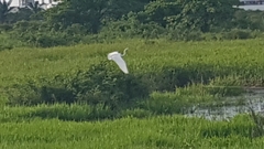 Ardea alba