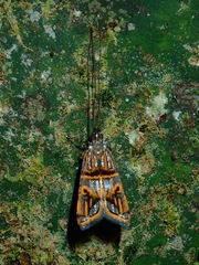 Lecithocera biferrinella