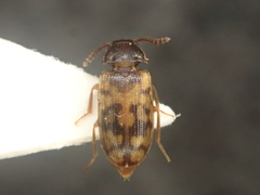Mycetophagus multipunctatus