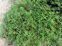 Pectis multiflosculosa