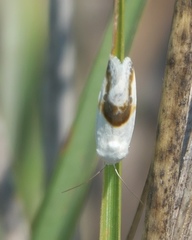Ponometia binocula