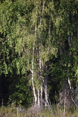 Betula neoalaskana