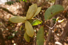 Loeseneriella