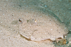 Pseudorhombus arsius