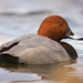 Common Pochard - Photo (c) sailesh panchal, some rights reserved (CC BY-NC-ND)