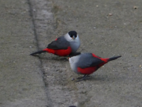 Black-headed Waxbill (Estrilda atricapilla), photo 5