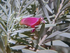 Eremophila pterocarpa