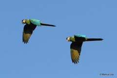 Primolius auricollis