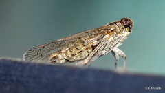 Melanoliarus aridus