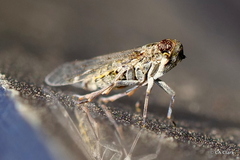 Melanoliarus aridus