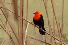 Amblyramphus holosericeus