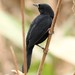 Unicolored Blackbird - Photo (c) markus lilje, some rights reserved (CC BY-NC-ND), uploaded by markus lilje