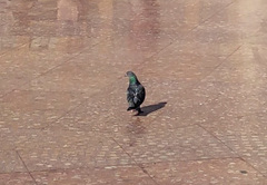 Columba livia domestica