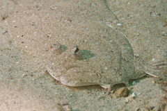 Pseudorhombus arsius