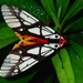 乳白斑燈蛾 - Photo 由 Albert Kang 所上傳的 (c) Albert Kang，保留部份權利CC BY-NC
