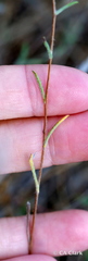 Lessingia arachnoidea