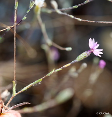 Lessingia arachnoidea
