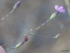 Lessingia arachnoidea