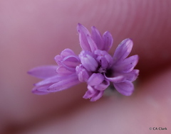 Lessingia arachnoidea