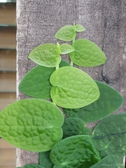 Rhaphidophora