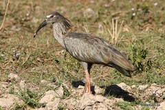 Theristicus caerulescens