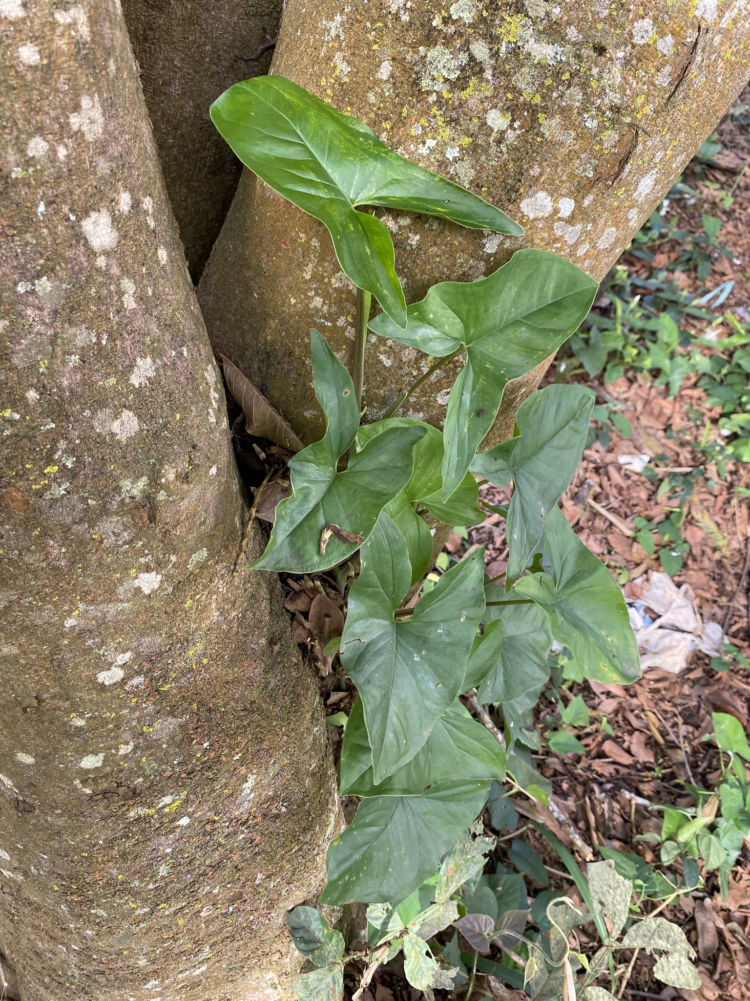 Syngonium podophyllum