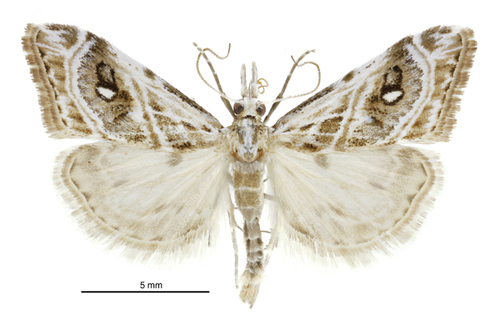 Gadira acerella photo 3