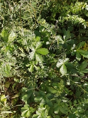 Potentilla intermedia