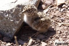 Thinocorus orbignyianus