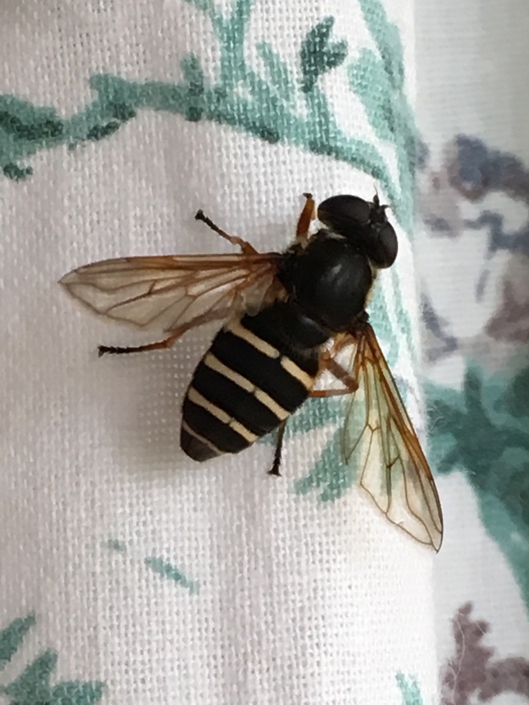 Polar Pond Fly