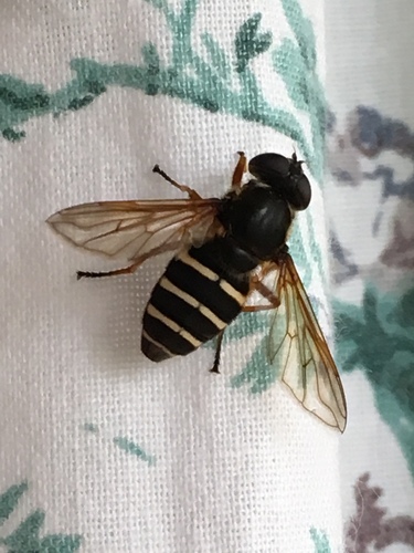 Polar Pond Fly