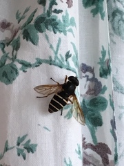 Sericomyia nigra
