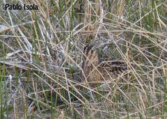 Gallinago magellanica