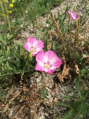 Convolvulus chinensis