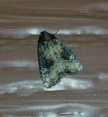 Lateroligia ophiogramma