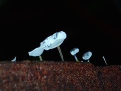 Fungi