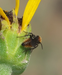 Pseudomethoca propinqua