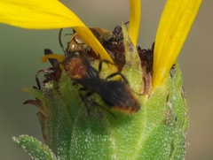 Pseudomethoca propinqua