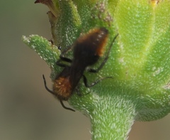 Pseudomethoca propinqua