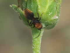 Pseudomethoca propinqua