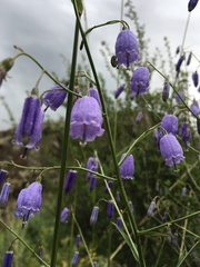 Adenophora stenanthina