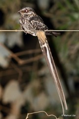 Hydropsalis torquata