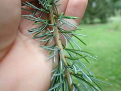 Pinus parviflora