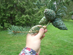 Pinus parviflora
