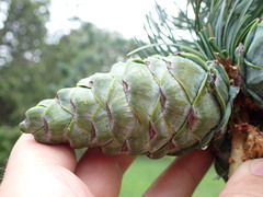 Pinus parviflora