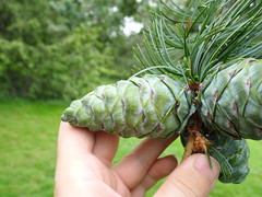 Pinus parviflora