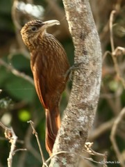 Xiphorhynchus obsoletus