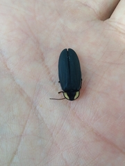 Photinus sturmii