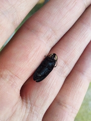 Photinus sturmii