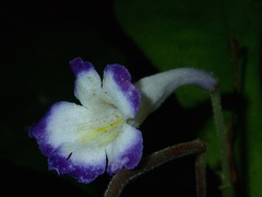 Codonoboea quinquevulnera